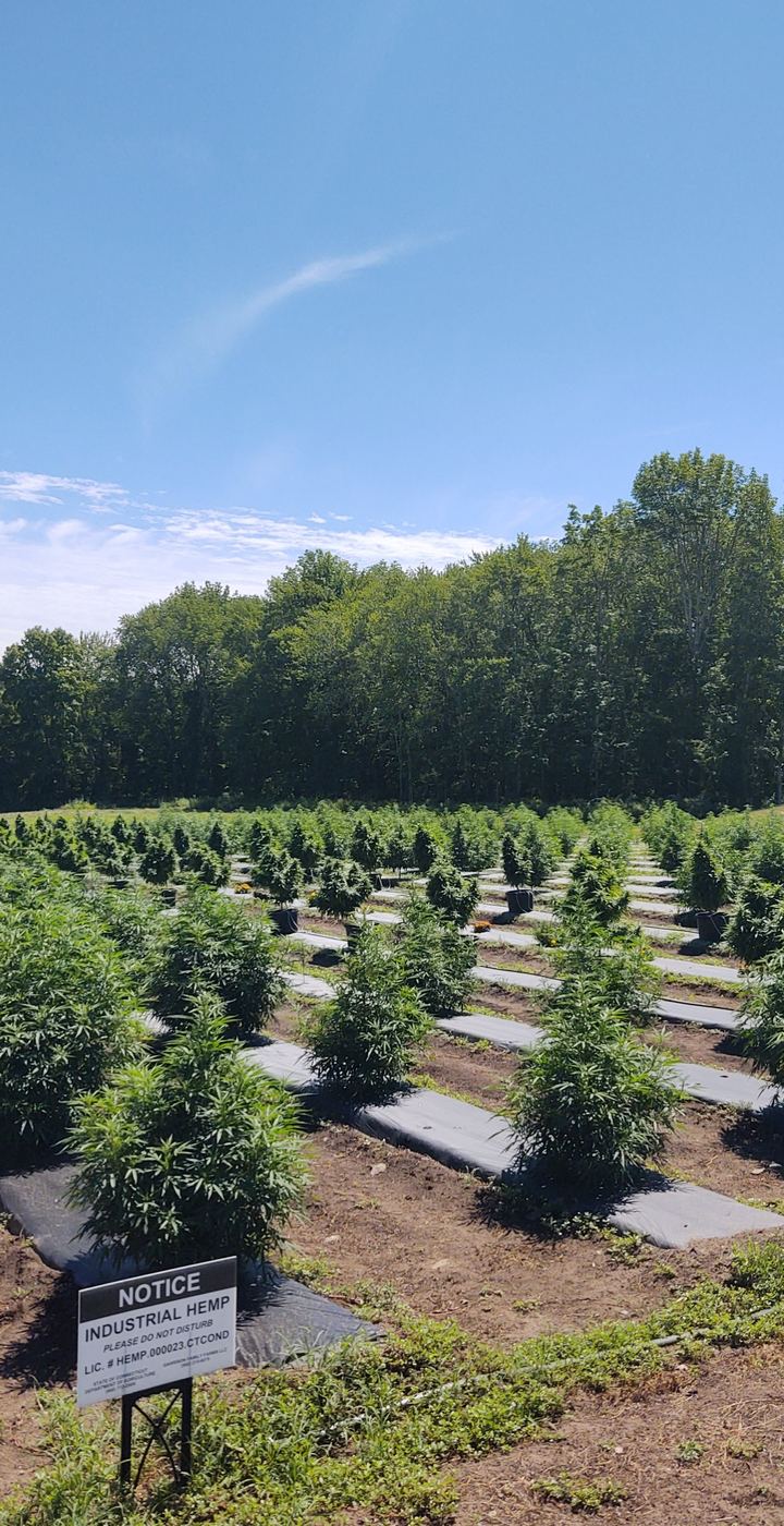 Rows of hemp plants growing in the field