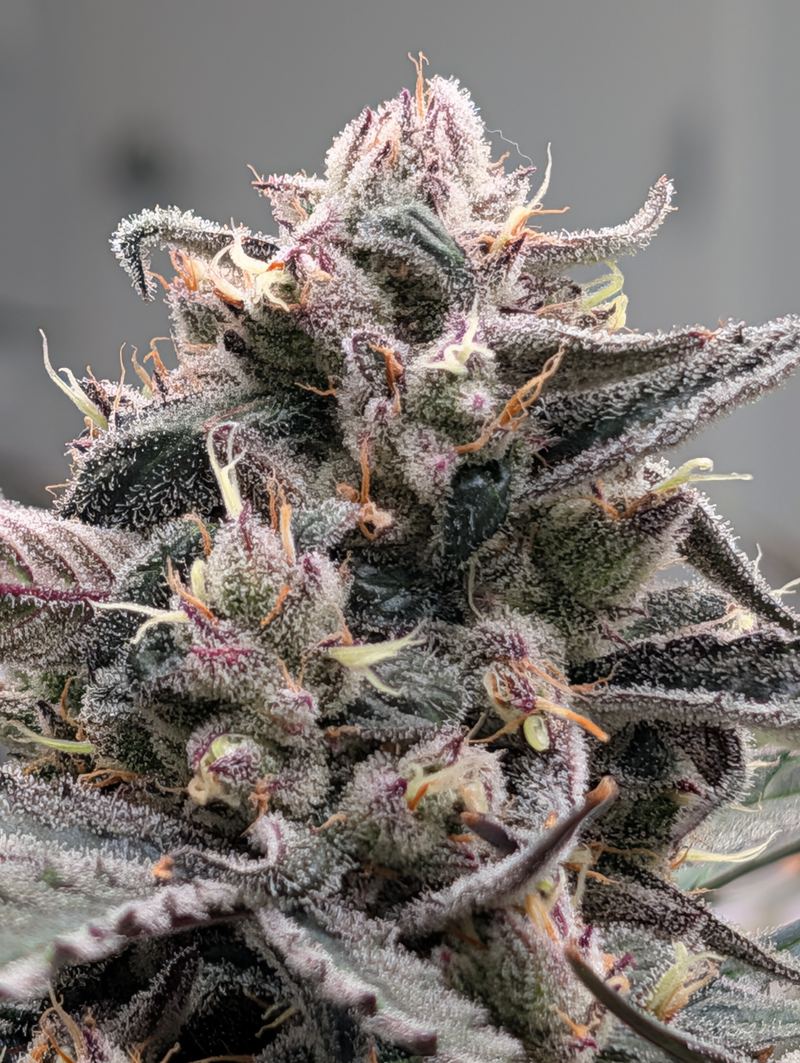 Close-up of a hemp flower